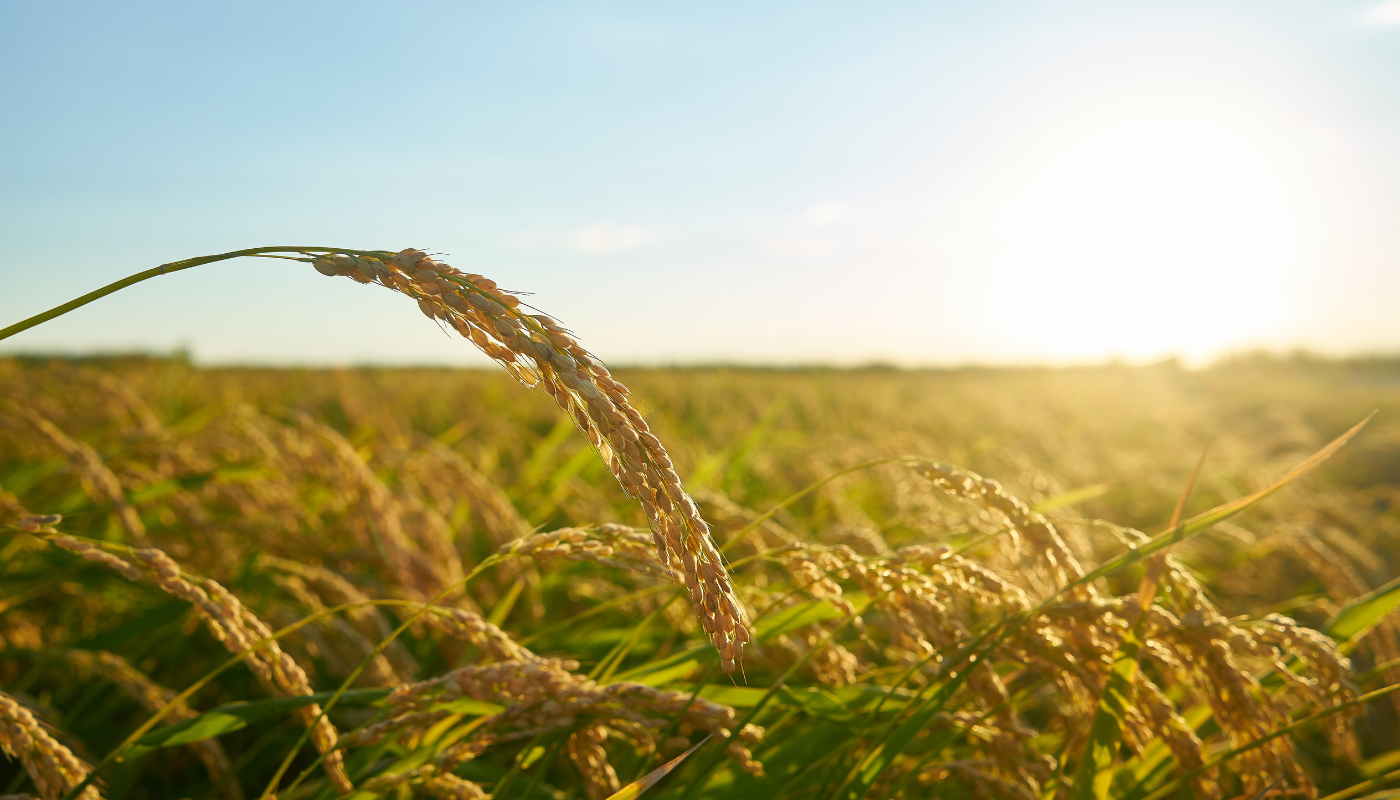 Ultrices sagittis orci a scelerisque purus semper eget duis at. Sollicitudin nibh sit amet.